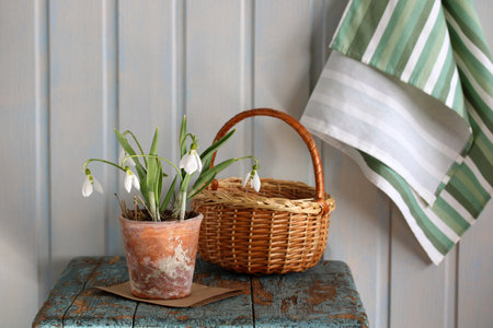 Delicate snowdrops blooming in a terracotta pot beside a wicker basket, creating a charming spring still life on a rustic wooden tableの写真素材