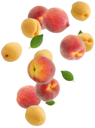Fresh peaches and apricots with leaves falling against white backgroundの写真素材