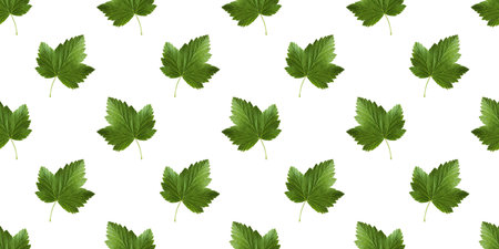 Fresh green black currant leaves creating a seamless pattern on a pristine white backdrop