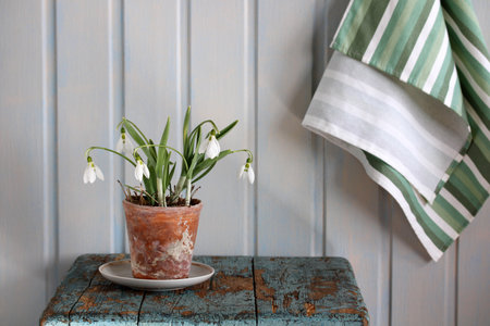 Delicate snowdrop flowers blooming in a terracotta pot, signifying the arrival of spring and renewalの写真素材