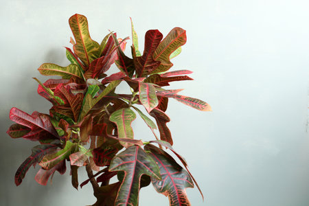 Close-up of a vibrant croton plant with striking multicolored foliage against a neutral background