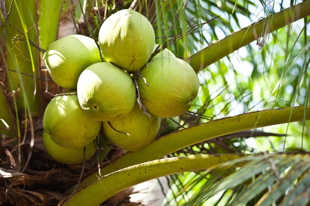 Close up of coconuts hangingの写真素材