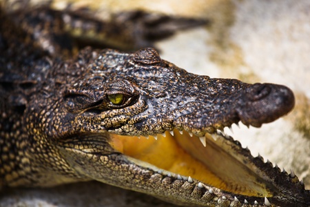 Close up of young alligator