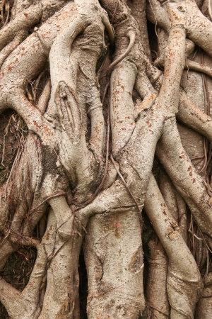 Roots の写真素材