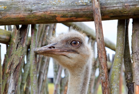 Head of an ostrich in a fence holeの写真素材