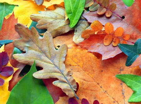 Collection of autumn leaves
