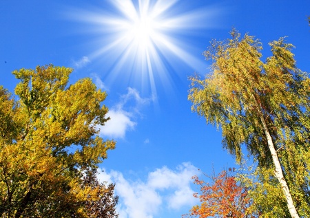 Crones of trees and the solar skyの写真素材