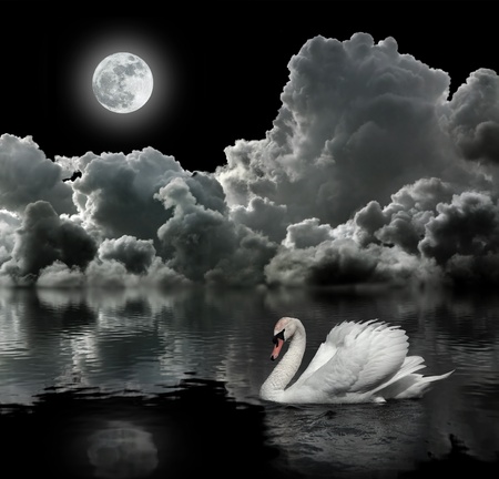 White swan at night under the moonの写真素材