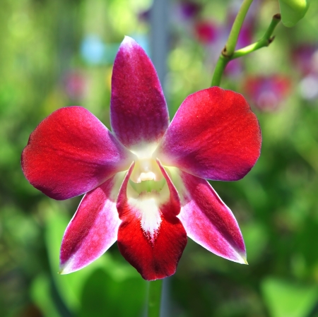 Blossoming orchids in a spring gardenの写真素材
