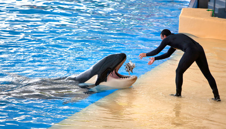 PUERTO DE LA CRUZ, TENERIFE - JULY 12: New Orca Ocean exhibit has helped the Loro Parque become Tenerife's second most popular attraction on July 12, 2014 in Puerto De La Cruz, Tenerifeのeditorial素材