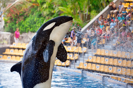 Killer whale in Loro Parque, Tenerifeのeditorial素材