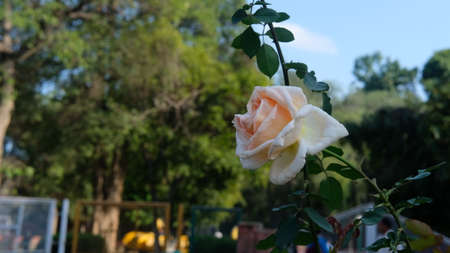 close up pic of white rose at gardenの写真素材