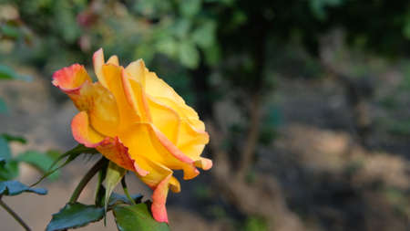 Close up pic of Yellow rose at rose gardenの写真素材