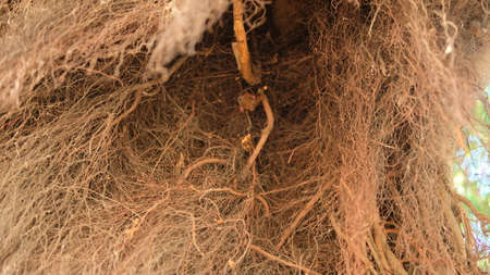 Bat hiding and looking to fly,inside of tree bushの写真素材