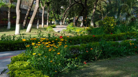 Flowers Garden covered with green grass at sun setの写真素材