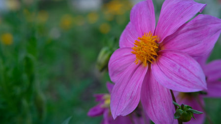 Closeup of Purple color flower with yellow colored bud in the centerの写真素材