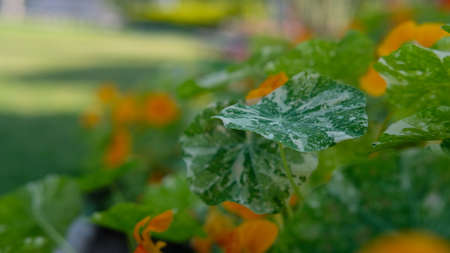 Flowers and leaves expanded widely at the parkの写真素材