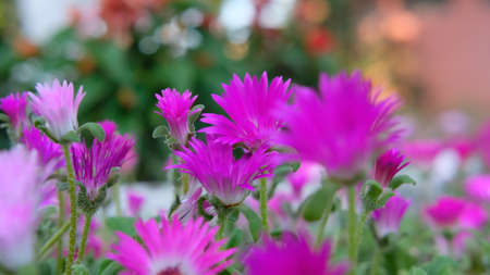 Classic look of bunch of decorated flower at the parkの写真素材