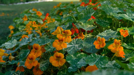 Flowers and leaves expanded widely at the parkの写真素材