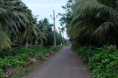 Empty road at the rural area,trees planted both side of roadの写真素材