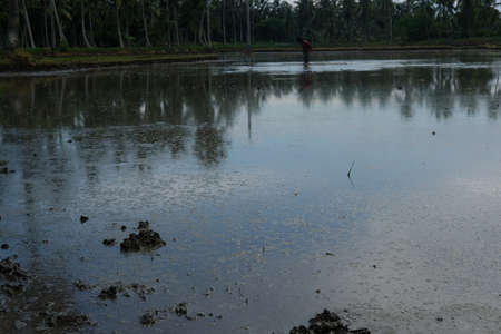 Agricultural lands filled up with water for cropping rice plantsの写真素材