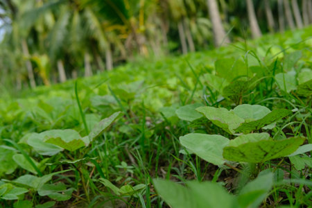 Green grass and small plants spotted at agricultural landsの写真素材