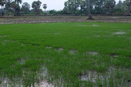 rice growth and surrounded by trees and plants at summerの写真素材
