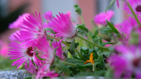 Classic look of bunch of decorated flower at the park at chill climateの写真素材