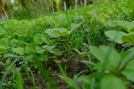 Green grass and small plants spotted at agricultural landsの写真素材