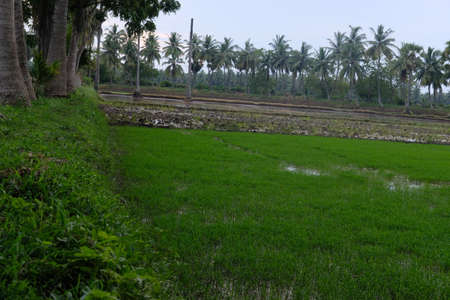 rice growth and surrounded by trees and plants at sun rise timeの写真素材