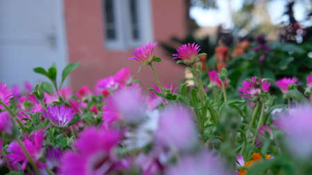 Classic look of bunch of decorated flower at the park at sunsetの写真素材