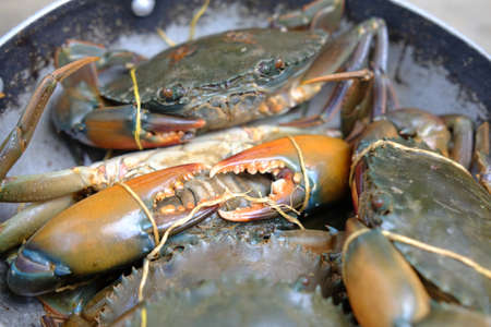 Brown Crab legs has tied up and wide wingsの写真素材