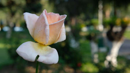 Close up shot of rose flower at the eveningの写真素材