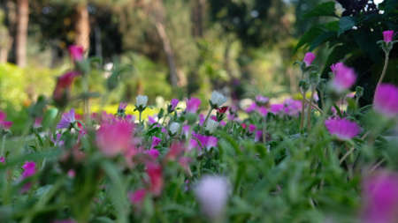 Purple color flowers and green leafs at outdoorの写真素材