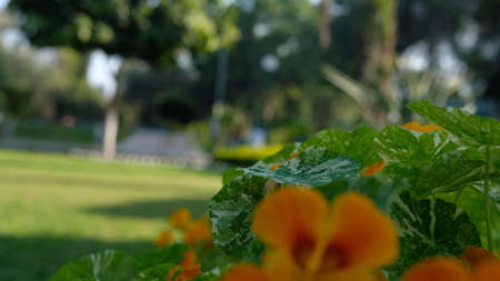 Orange flower and leafs widely spread in parkの写真素材