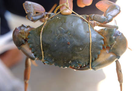 Brown Crab legs has tied up and wide wingsの写真素材