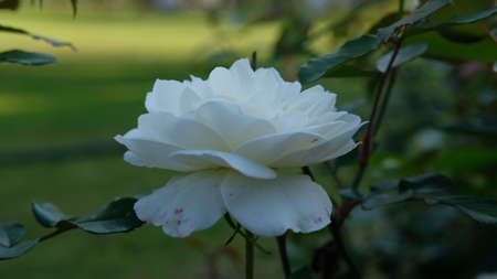 Close up shot of white rose flower at eveningの写真素材