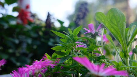 Purple color flowers and green leafs at parkの写真素材