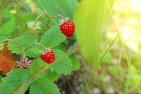 Forest strawberries on a bush in the sunlight.の写真素材