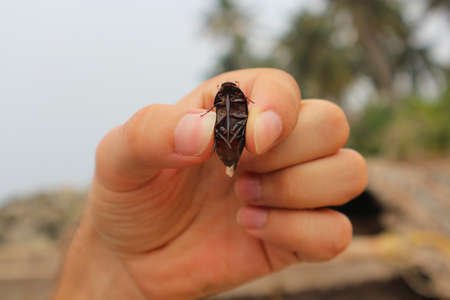 The beetle is in his hand.