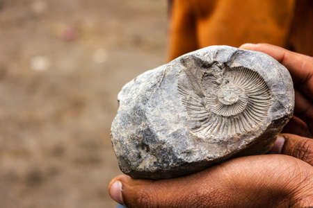 Langza, Himachal Pradesh, India - May 2012:  Close up of the patterns of an ammonite fossil from the Jurassic age in the Spiti Valley.の写真素材