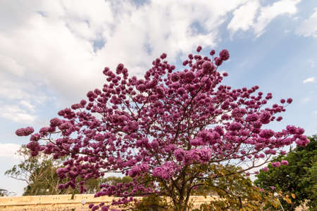 Pink Poui flowers aka Tabebuia rosea blooming on a tree in the city of Mysore in Karnataka in South India.のeditorial素材