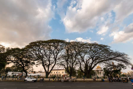 Mysuru, Karnataka, India - January 2019: Tall beautiful trees lining a road with a cloudy blue sky above in the city of Mysore.のeditorial素材