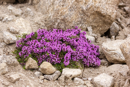 Mother of Thyme flowers aka Thymus praecox Opiz growing in the wild on a rocky bed of a Himalayan...