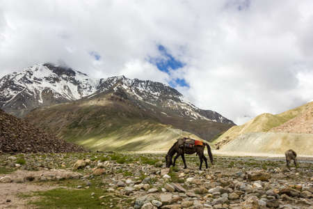 Beautiful landscape of snow capped Himalayan mountain peaks above a brown horse grazing by a riverside meadow in Zanskar.の写真素材