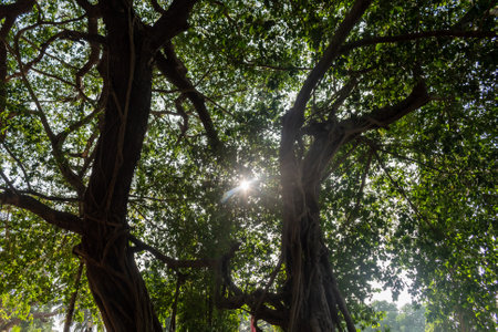 Abstract nature background of sunlight through the leaves of a big tree.の写真素材
