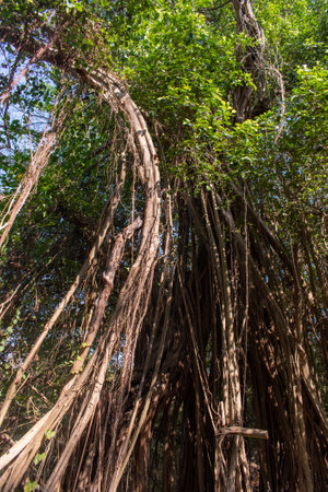 Detail of the curvy branches of a tall tree in a park.の写真素材