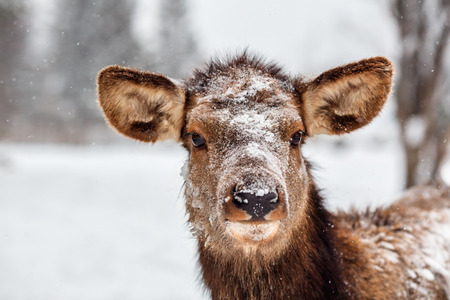 A deer during snowfall in the low Middle Ural Mountains of Russia.の写真素材