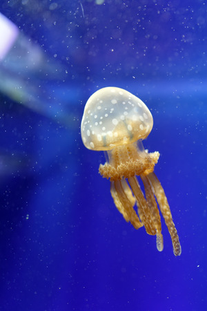 Jellyfish floating under the water.の写真素材