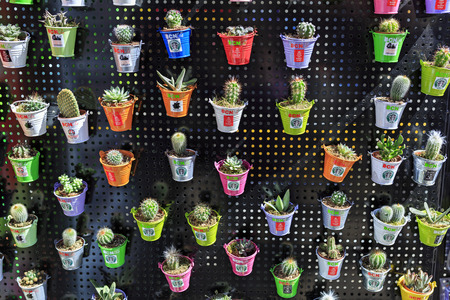 BARCELONA, SPAIN - MARCH, 26. Many different cacti in little pots on March 26, 2015. Barcelona, Spain.のeditorial素材